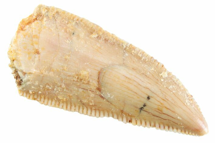 Serrated Raptor Premaxillary Tooth - Real Dinosaur Tooth #364798